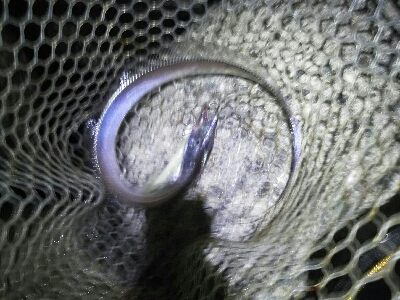 太刀魚一回り成長