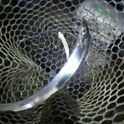 鯖の後は太刀魚