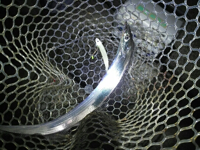 鯖の後は太刀魚