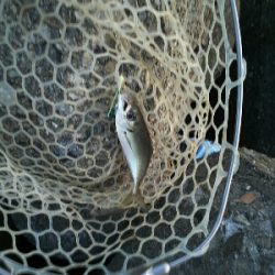 太刀魚はどこ？