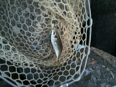 太刀魚はどこ？