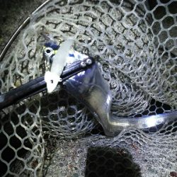 時合い長く10匹