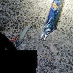 大爆釣！小刀狩り