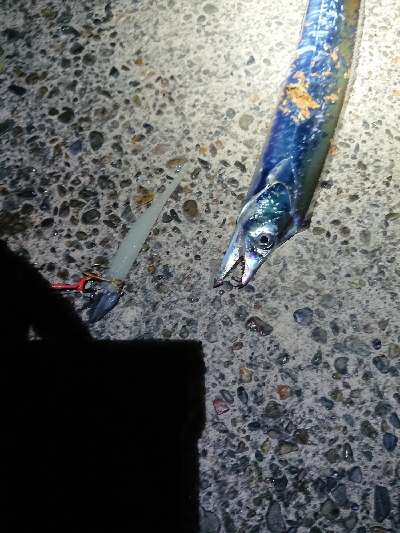 大爆釣！小刀狩り