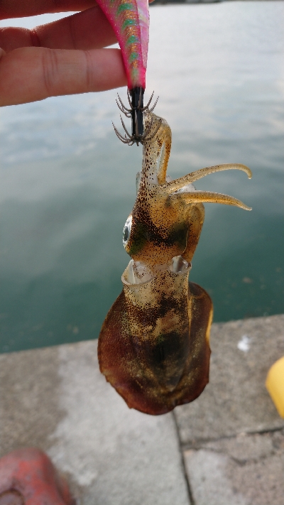 エギングでアオリイカ