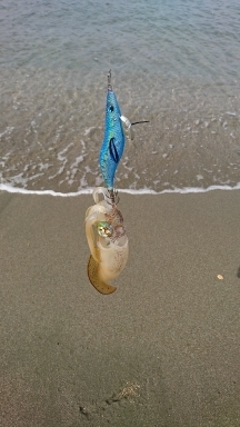 エギング釣行その28