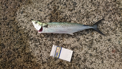 気付いたら３種目