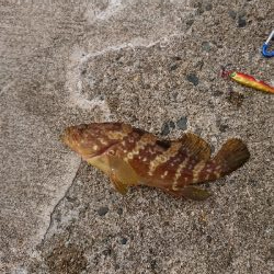 今年初アコウ！