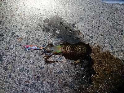 旅行合間釣行！！