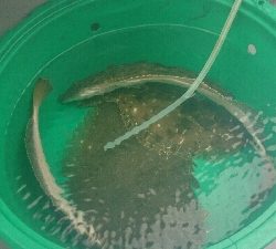 初めてのオフショアヒラメポンポン