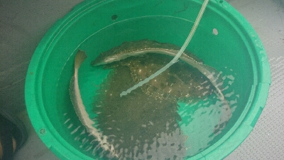 初めてのオフショアヒラメポンポン