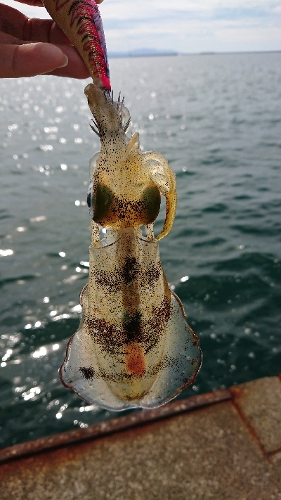 直江津ハッピー