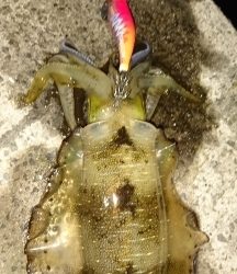 エギング釣行その29