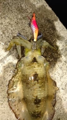 エギング釣行その29