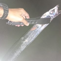 初タチウオ ワインド