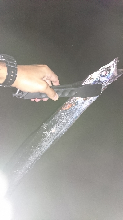 初タチウオ ワインド