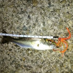 ズル引きライトゲーム