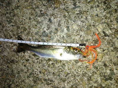 ズル引きライトゲーム