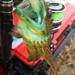 ボートがダメなら沖堤防！