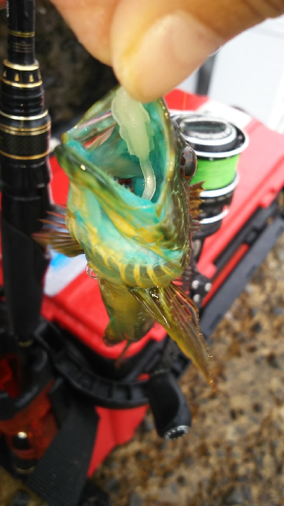 ボートがダメなら沖堤防！