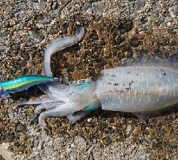 エギング釣行その30