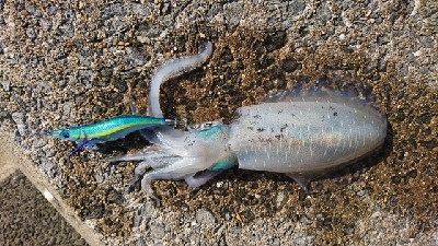 エギング釣行その30