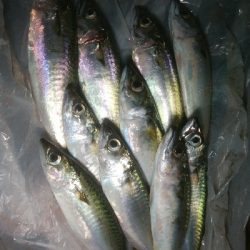 小雨の中ぽつぽつと(￣0￣)