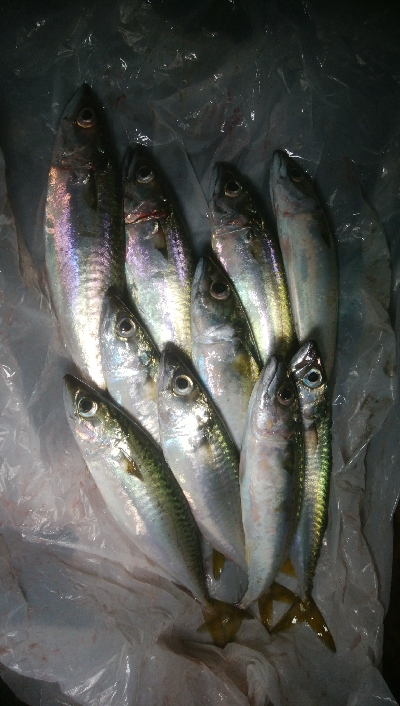 小雨の中ぽつぽつと(￣0￣)