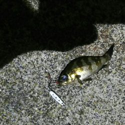 2日連続のアジング