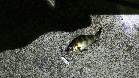 2日連続のアジング