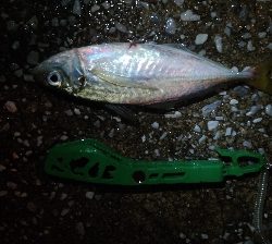 雨の中まずまずの釣果