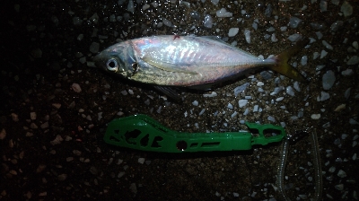 雨の中まずまずの釣果