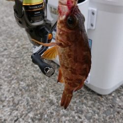 ULSJ&アジング&エギング