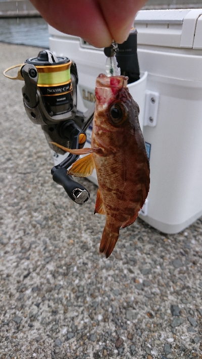 ULSJ&アジング&エギング