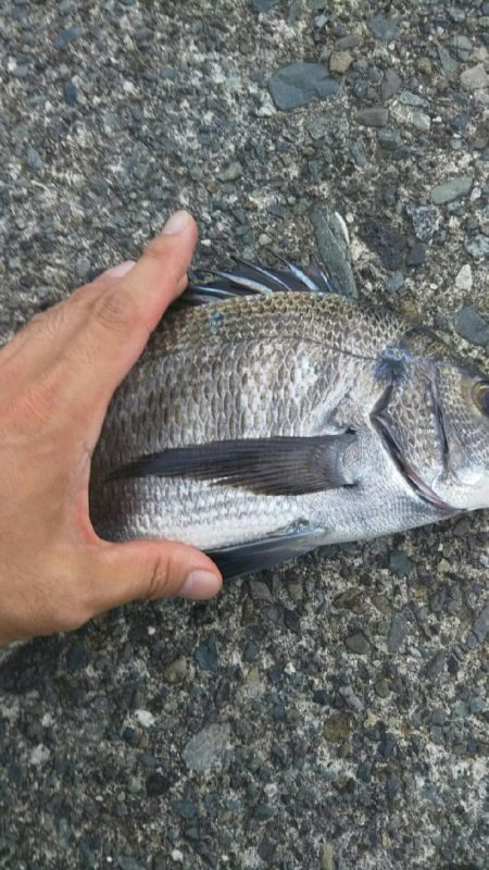 台風後クロダイ