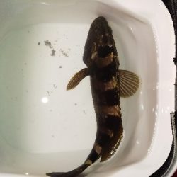 ショアジギング