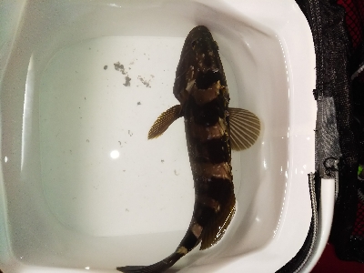 ショアジギング