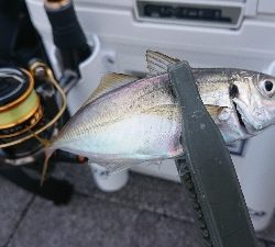 台風あとのアジング修行