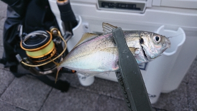 台風あとのアジング修行