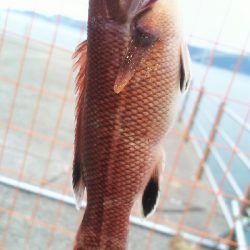 カワハギ食用サイズ