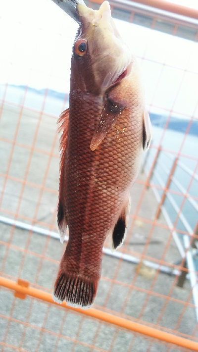 カワハギ食用サイズ