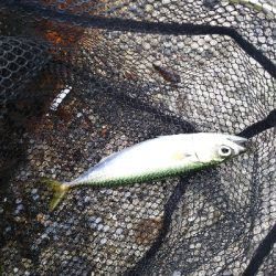 アジからのタチウオ