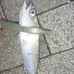 台風前にアジング修行