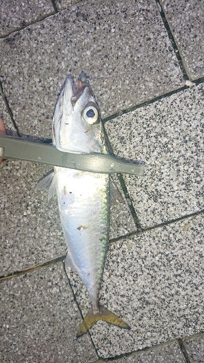 台風前にアジング修行