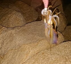 イカはどこへ？