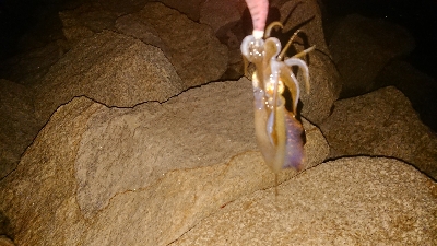 イカはどこへ？