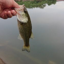 リザーバー釣行