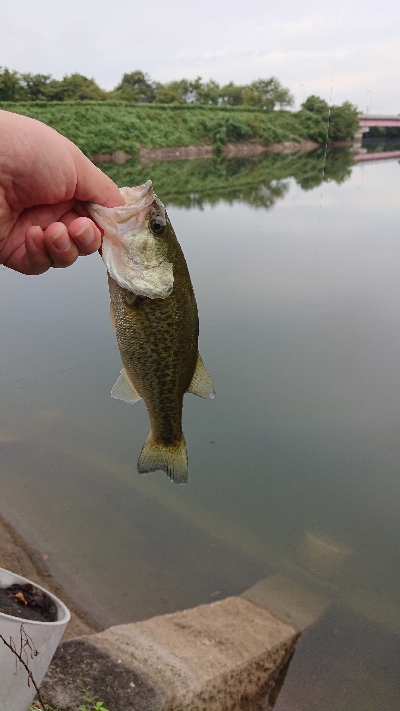 リザーバー釣行