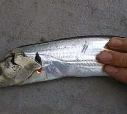 青物が釣れない…