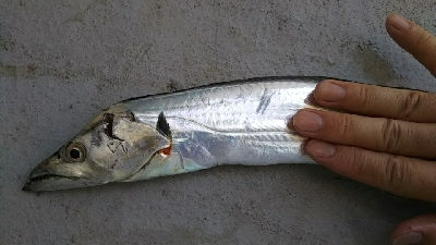 青物が釣れない…